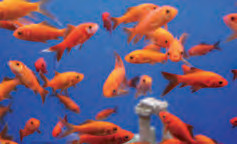 Wasserteste für Aquarien, Aquakultur und Fischzucht